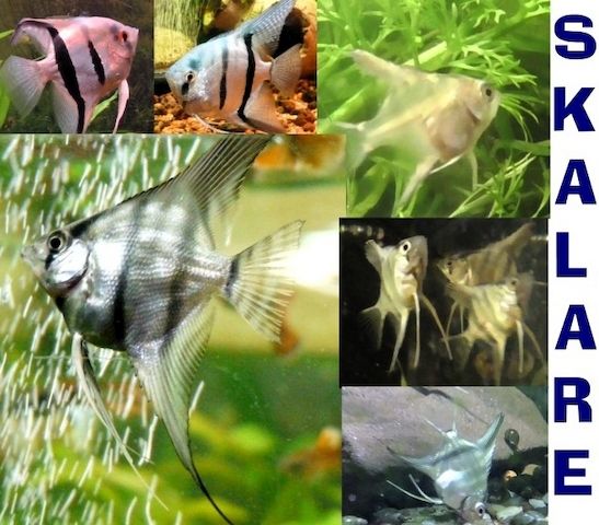 Skalare (Silber) Jungfische abzugeben!