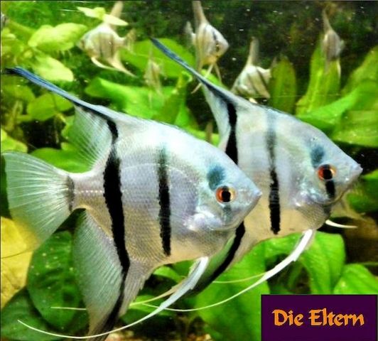 Skalare (Silber) Jungfische abzugeben!
