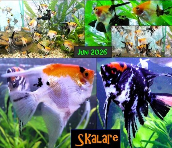 Skalare (Red Devil) Jungfische abzugeben!