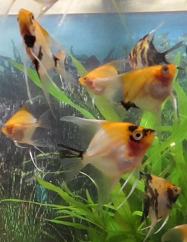 Skalare (Red Devil) Jungfische abzugeben!
