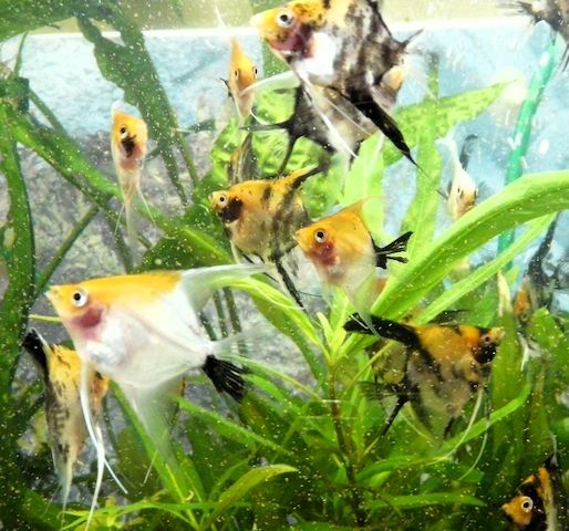 Skalare (Red Devil) Jungfische abzugeben!