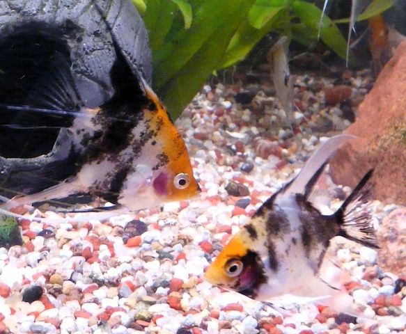 Skalare (Red Devil) Jungfische abzugeben!