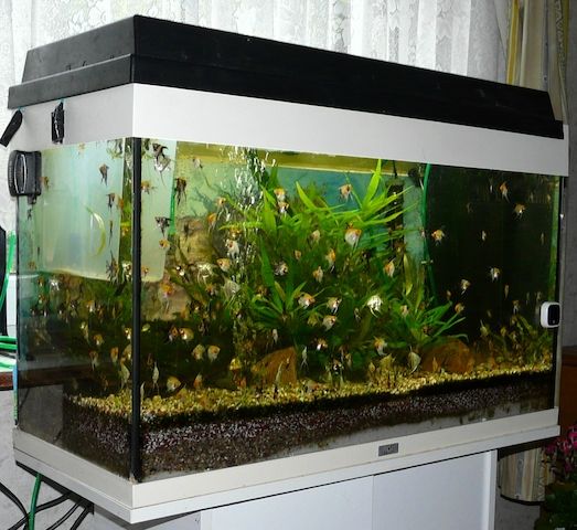 Skalare (Red Devil) Jungfische abzugeben!
