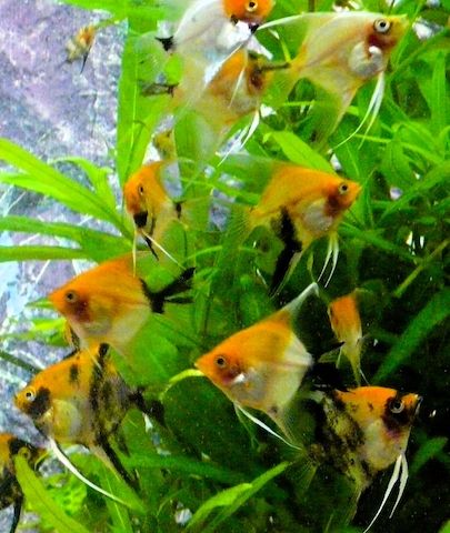 Skalare (Red Devil) Jungfische abzugeben!