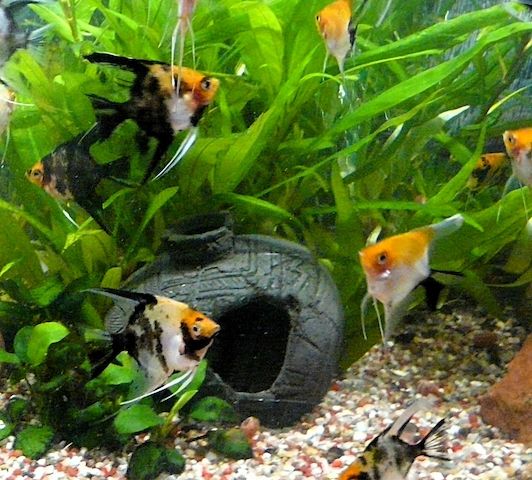 Skalare (Red Devil) Jungfische abzugeben!