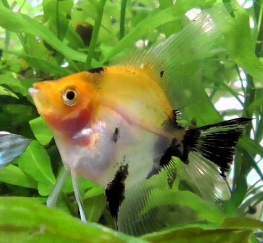 Skalare (Red Devil) Jungfische abzugeben!