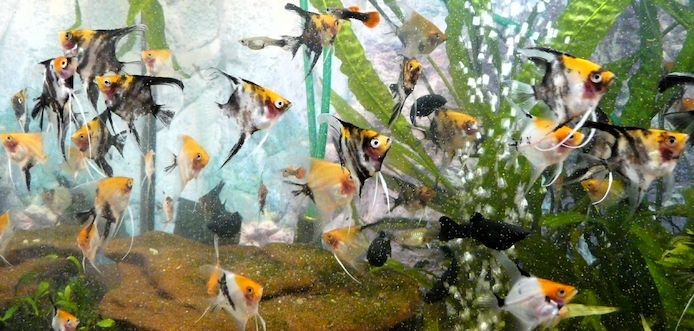 Skalare (Red Devil) Jungfische abzugeben!