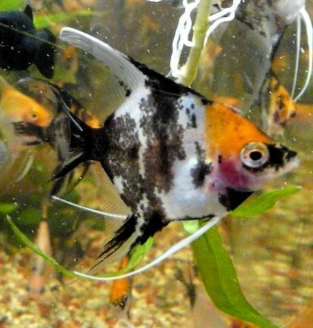Skalare (Red Devil) Jungfische abzugeben!