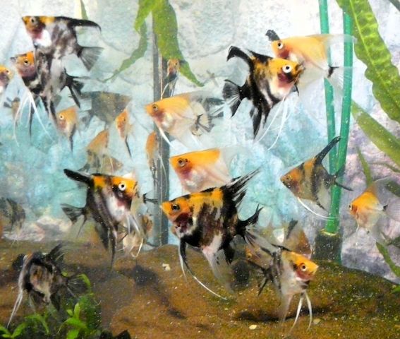 Skalare (Red Devil) Jungfische abzugeben!