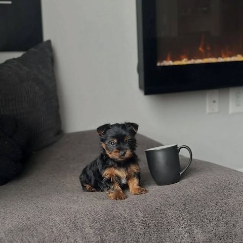 Yorshier Terrier