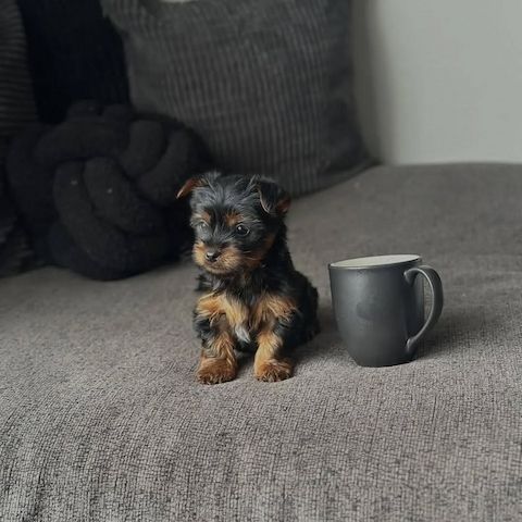 Yorshier Terrier