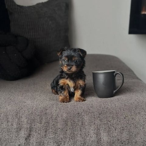 Yorshier Terrier