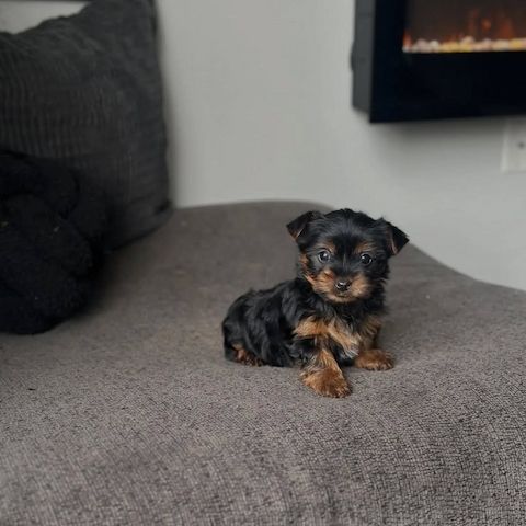 Yorshier Terrier