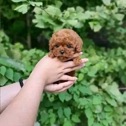 Poodle puppy