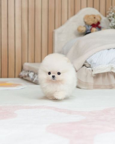 Pomeranian Puppy