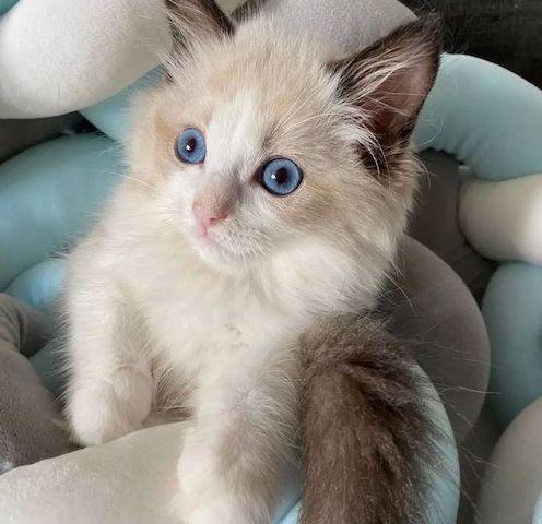 Ragdoll kitten