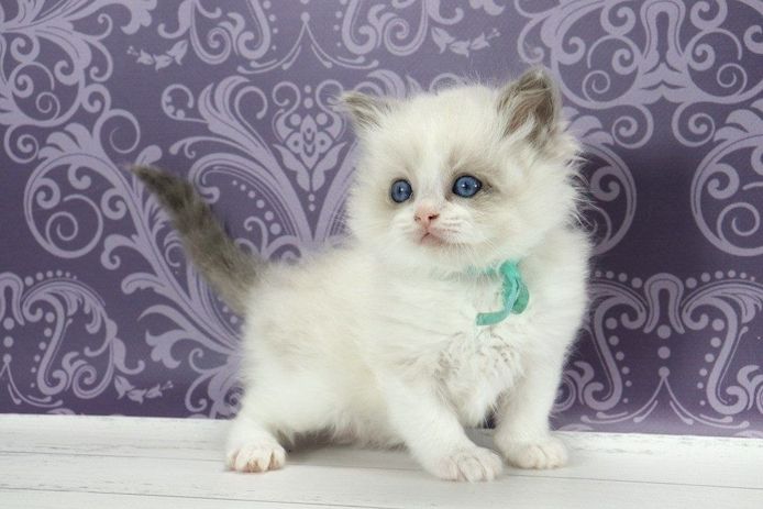 Ragdoll kitten