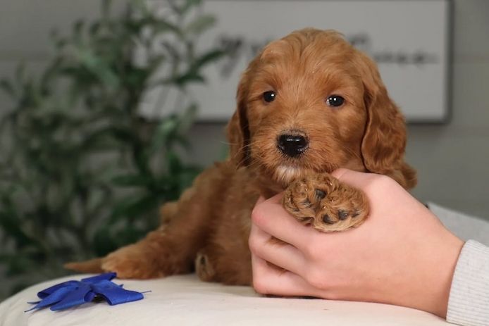 Golden Doodle