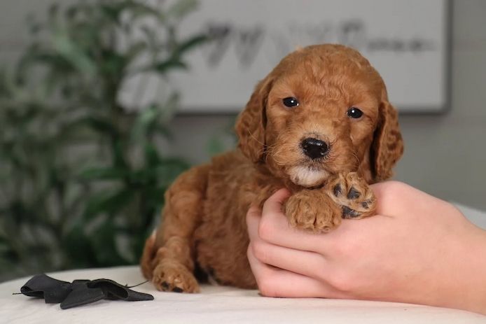 Golden Doodle
