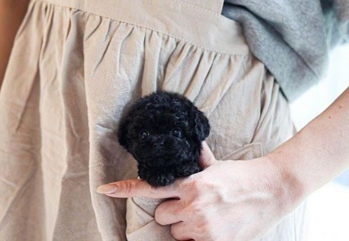 Poodle puppy