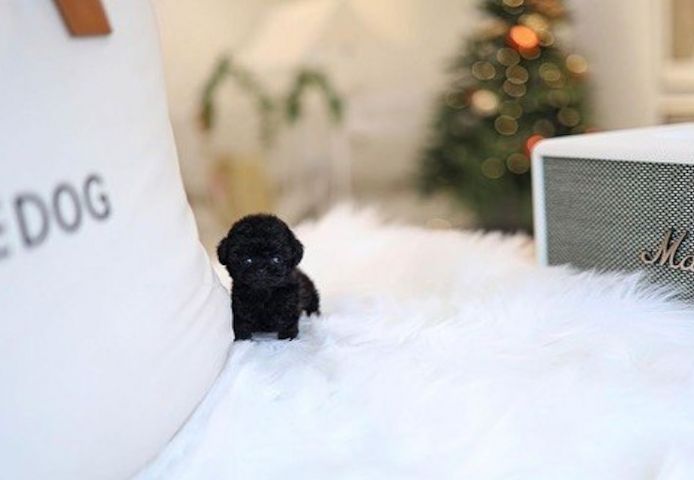 Poodle puppy