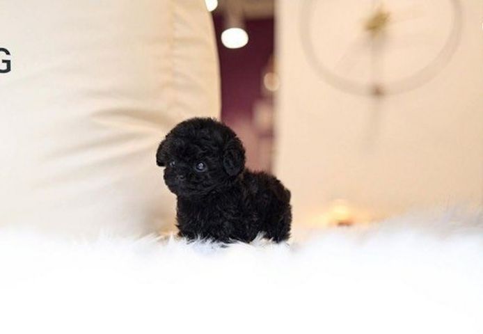 Poodle puppy