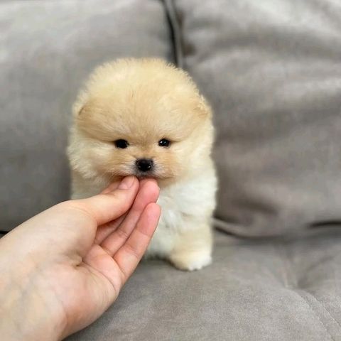 Pomeranian Puppy