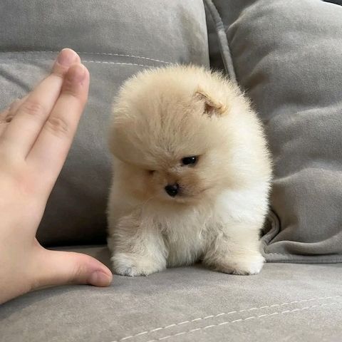 Pomeranian Puppy