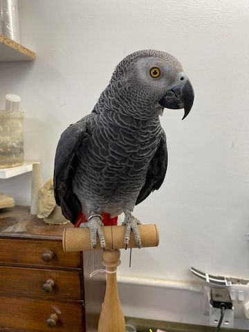 Afican Grey Parrot