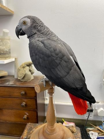 Afican Grey Parrot