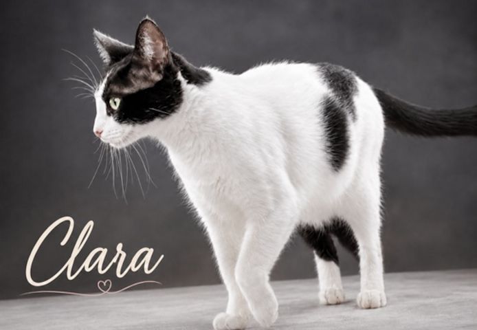 Clara - neugierige Schmusekatze