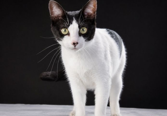 Clara - neugierige Schmusekatze