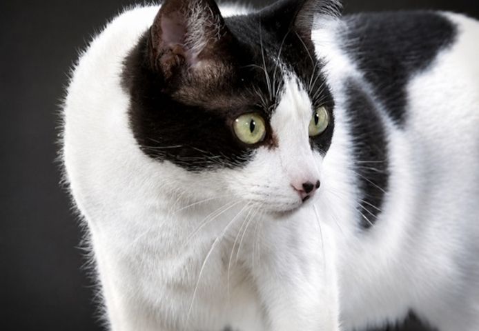 Clara - neugierige Schmusekatze