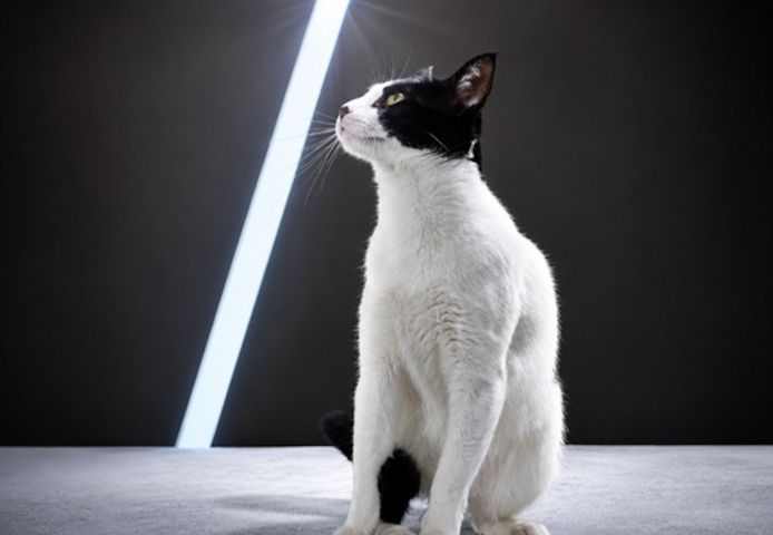 Clara - neugierige Schmusekatze