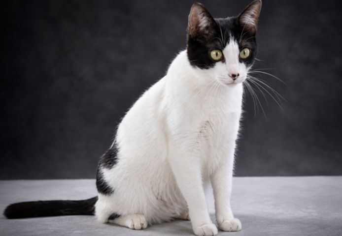 Clara - neugierige Schmusekatze