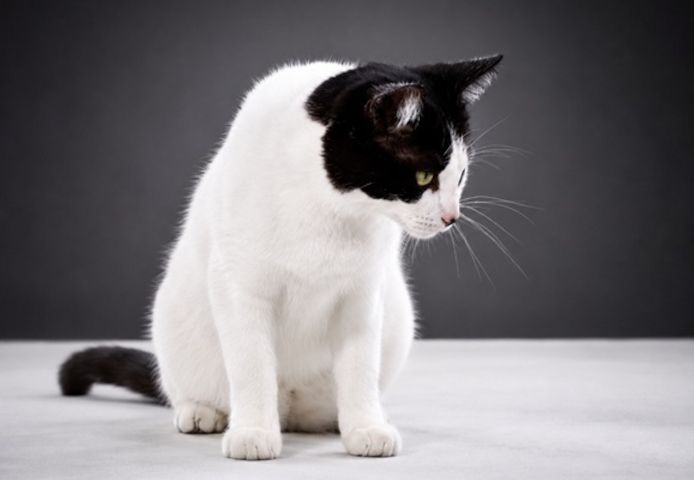 Clara - neugierige Schmusekatze