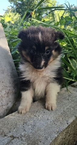 Sheltie-Mädchen