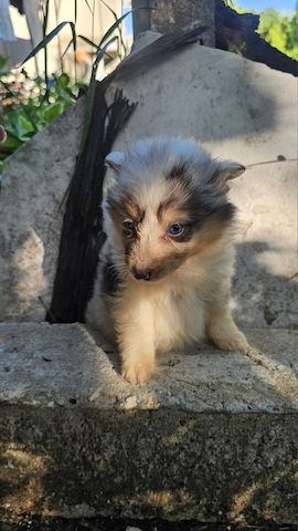 Sheltie-Mädchen