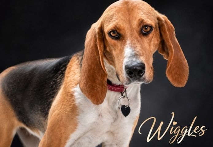 Wriggles - sucht ihr Glück