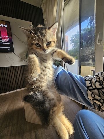 Haus katze