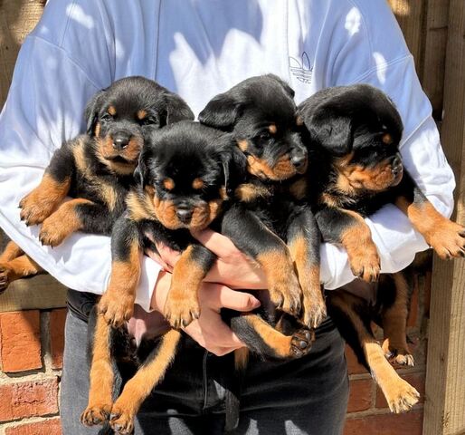 Rottweiler-Welpen in Esslingen abzugeben