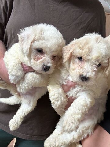 Bezaubernde Bichon Frisé-Welpen