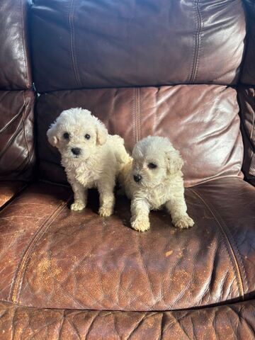 Bezaubernde Bichon Frisé-Welpen