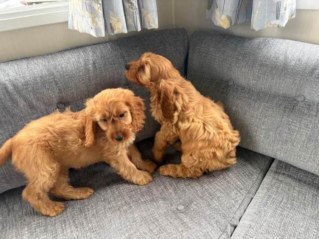 Cavapoo-Welpen