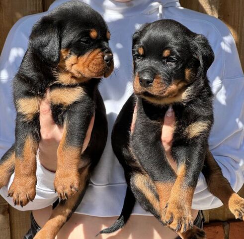 Rottweiler-Welpen abzugeben