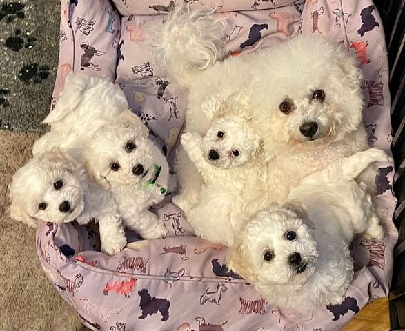 Bezaubernde Bichon Frisé-Welpen