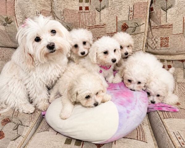 Bichon Frisé-Welpen Müünchen kaufen