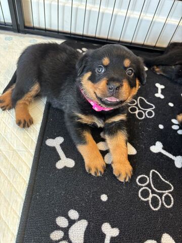 Rottweiler-Welpen in Hamm kaufen
