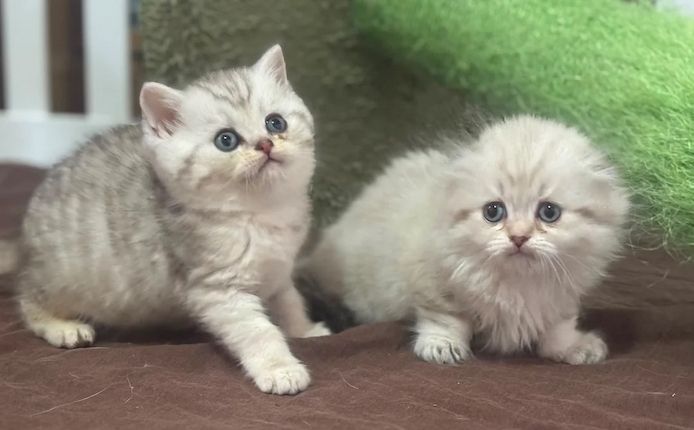 2 Munchkin-Kätzchen