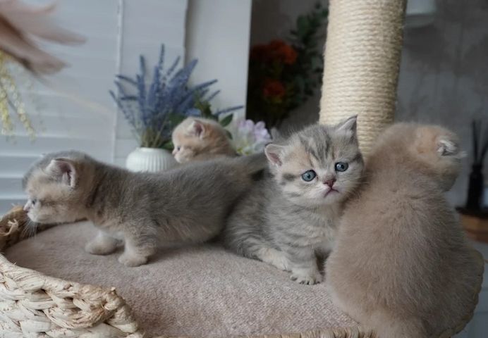 Munchkin-Kätzchen